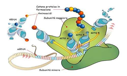 I ribosomi sono costituiti da RNA ribosomiale e proteine, le quali possono essere bersaglio dell'azione degli antibiotici.