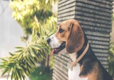 Le razze di segugio sono state selezionate artificialmente dall'uomo nel corso dei secoli.