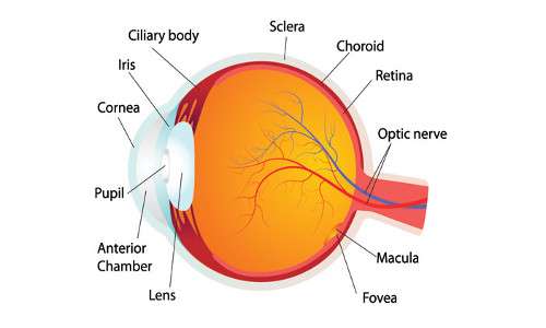 Le parti dell'occhio cooperano tra loro per garatire la straordinaria risoluzione dell'occhio umano.