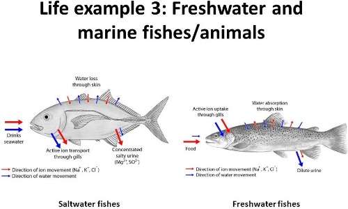 Il processo di osmosi cellulare è fondamentale per la vita dei pesci. Un pesce di acqua dolce non può sopravvivere in acqua salata e viceversa, poiché l’equilibrio dell’osmoregolazione viene rotto