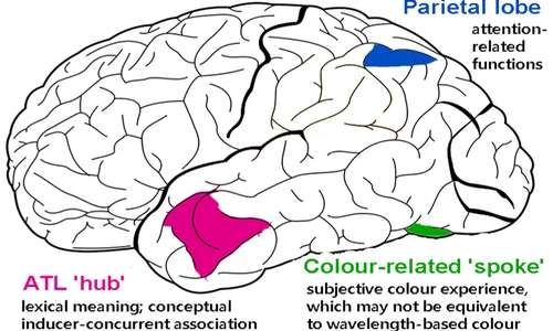 La sinestesia determina alterazioni anatomo-funzionali nel cervello dei soggetti sinestetici.