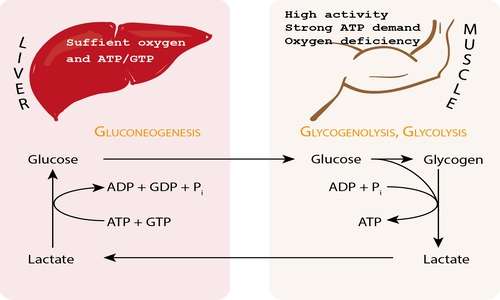 L'acido lattico permette di formare glucosio a partire dal piruvato grazie al ciclo di Cori.