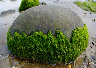 Nel Lago Upper Klamath (Oregon) crescono le omonime alghe.