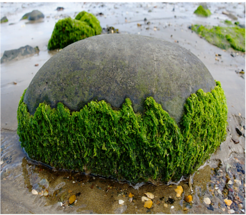 Nel Lago Upper Klamath (Oregon) crescono le omonime alghe.