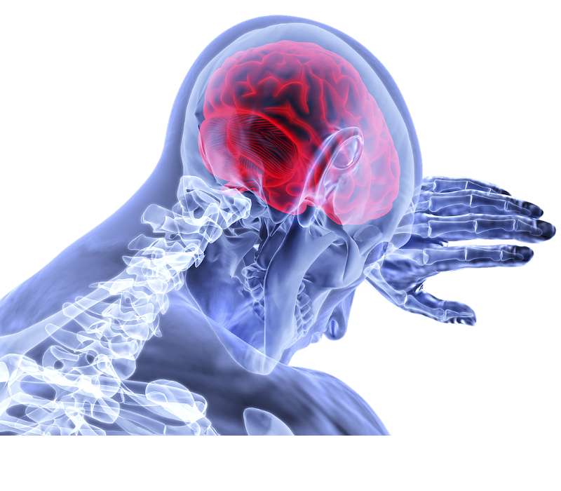 Quanto ne sai del cervello? IL nostro cranio è molto robusto così da proteggere il cervello: un organo di vitale importanza e molto complesso.