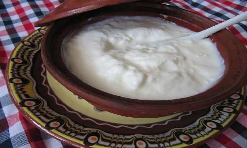 Tazza di yoghurt bulgaro che è stato realizzato facendo fermentare il latte per aggiunta di L. delbrueckii susp. bulgaricus, membro del gruppo dei lattobacilli.