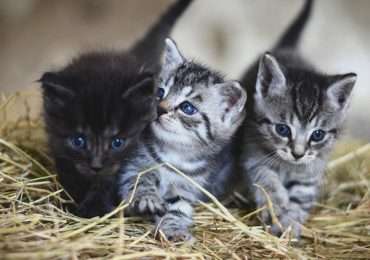 Ti piacciono gli animali? Se credi di conoscerle allora prova ad indovinare le curiosità sugli animali che li rendono così speciali per noi esseri umani e per tutta la natura.