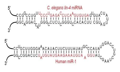 Una classe di RNA interferente, il miRNA, con particolari strutture a stem-loop.