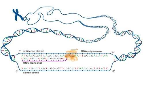 Trascrizione del DNA in una molecola di RNA