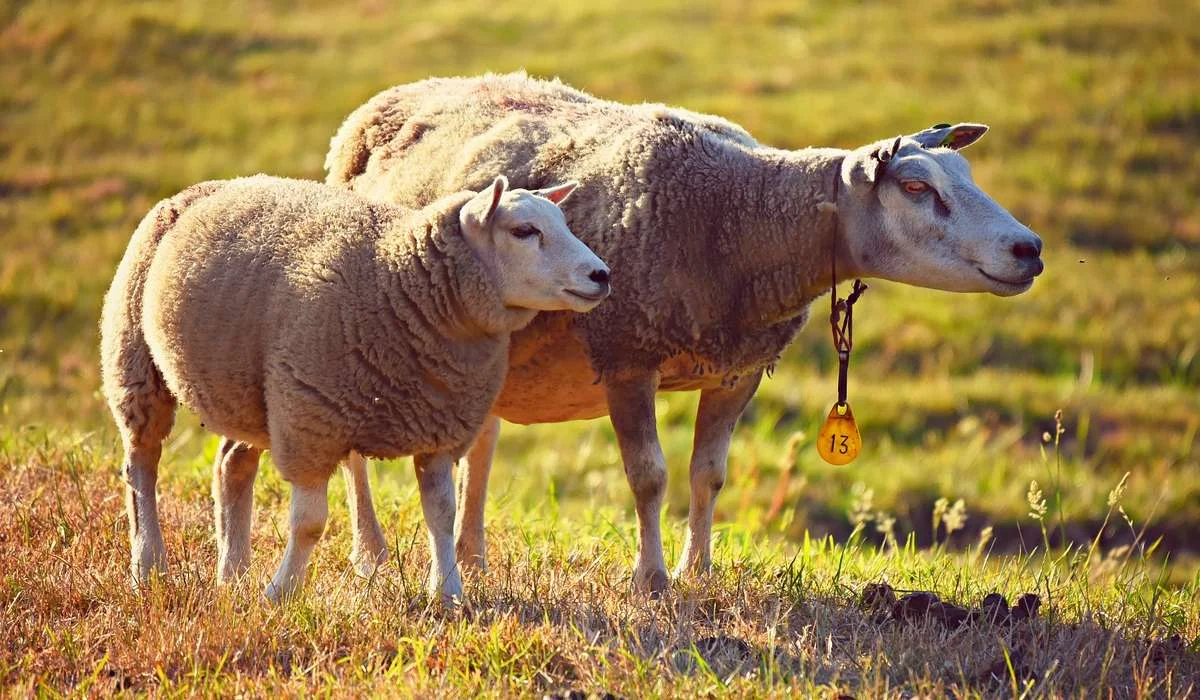 Da quale proteina è composta principalmente la lana?