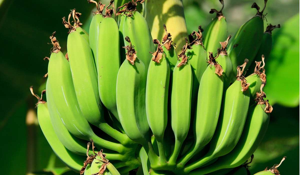 A quale di questi gruppi appartiene una pianta di banane?