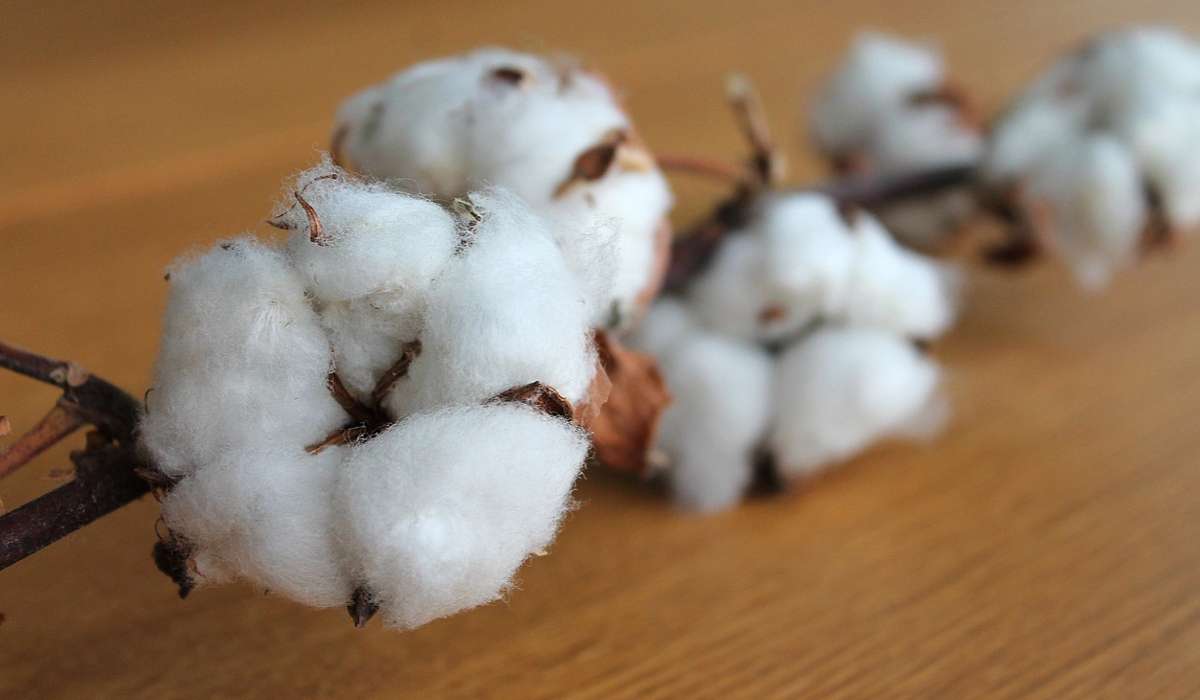 Perché il cotone è una pianta così importante?
