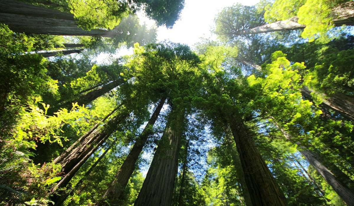 L'albero più alto del mondo è Hyperion, una sequoia sempre verde. Quanto misura la sua altezza?