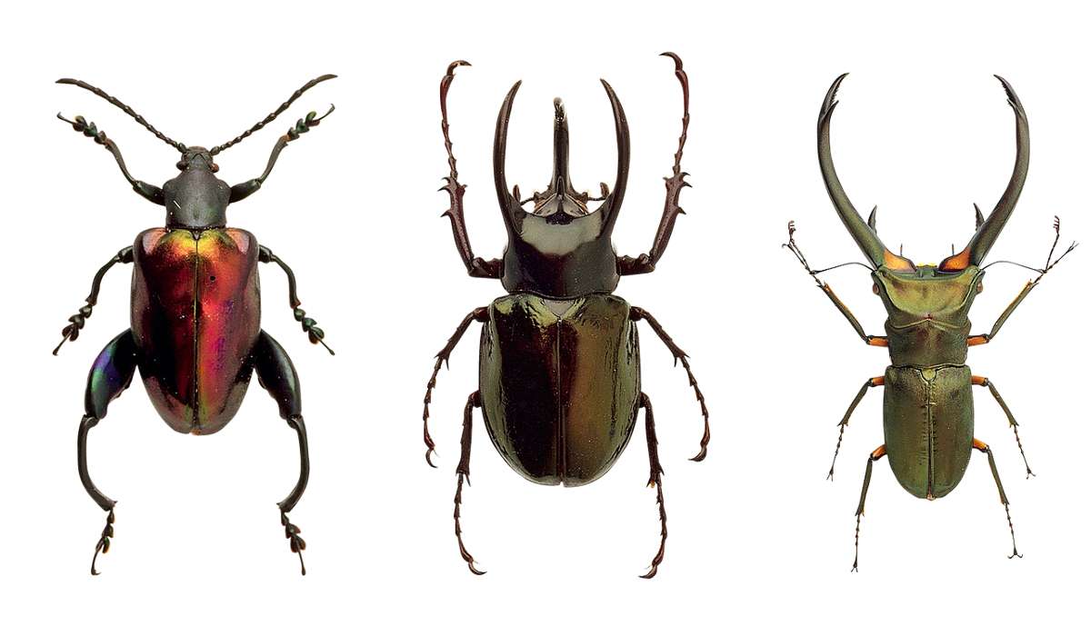 Il corpo degli insetti è suddiviso in tre segmenti: testa, torace e addome.