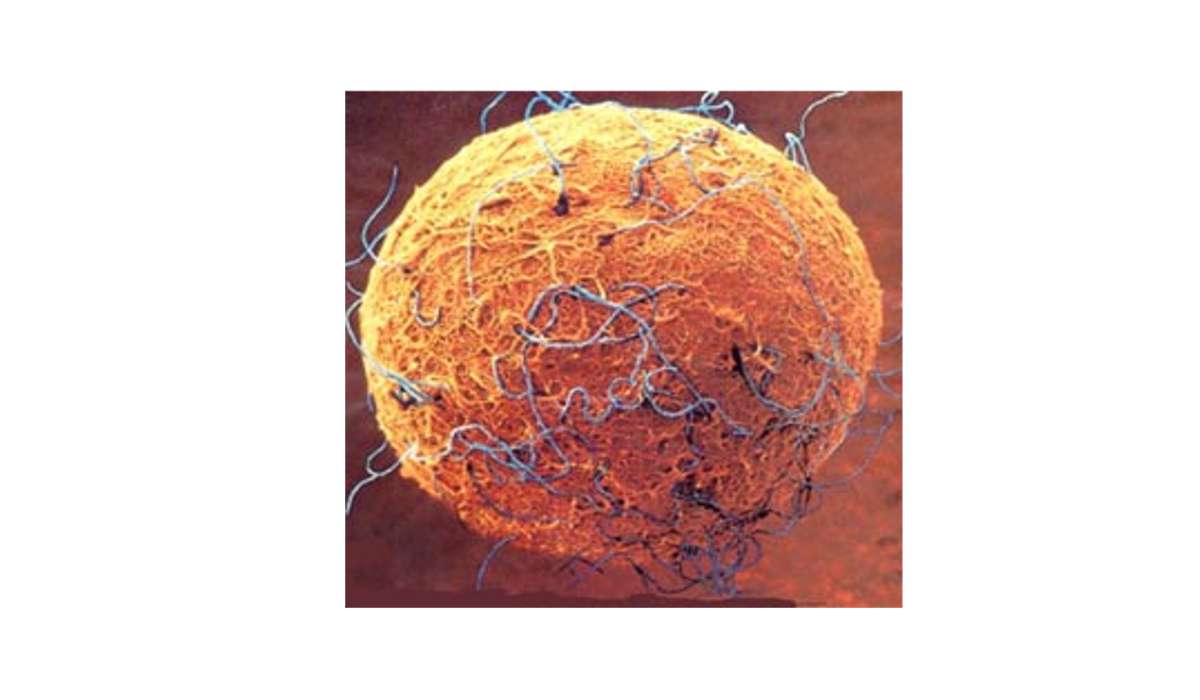 Negli animali, le cellule prodotte durante la scissione dello zigote sono chiamate blastomeri.