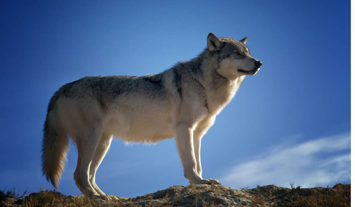 Il nome scientifico di un organismo, ad esempio Canis lupus per il lupo, che tipo di informazione fornisce?