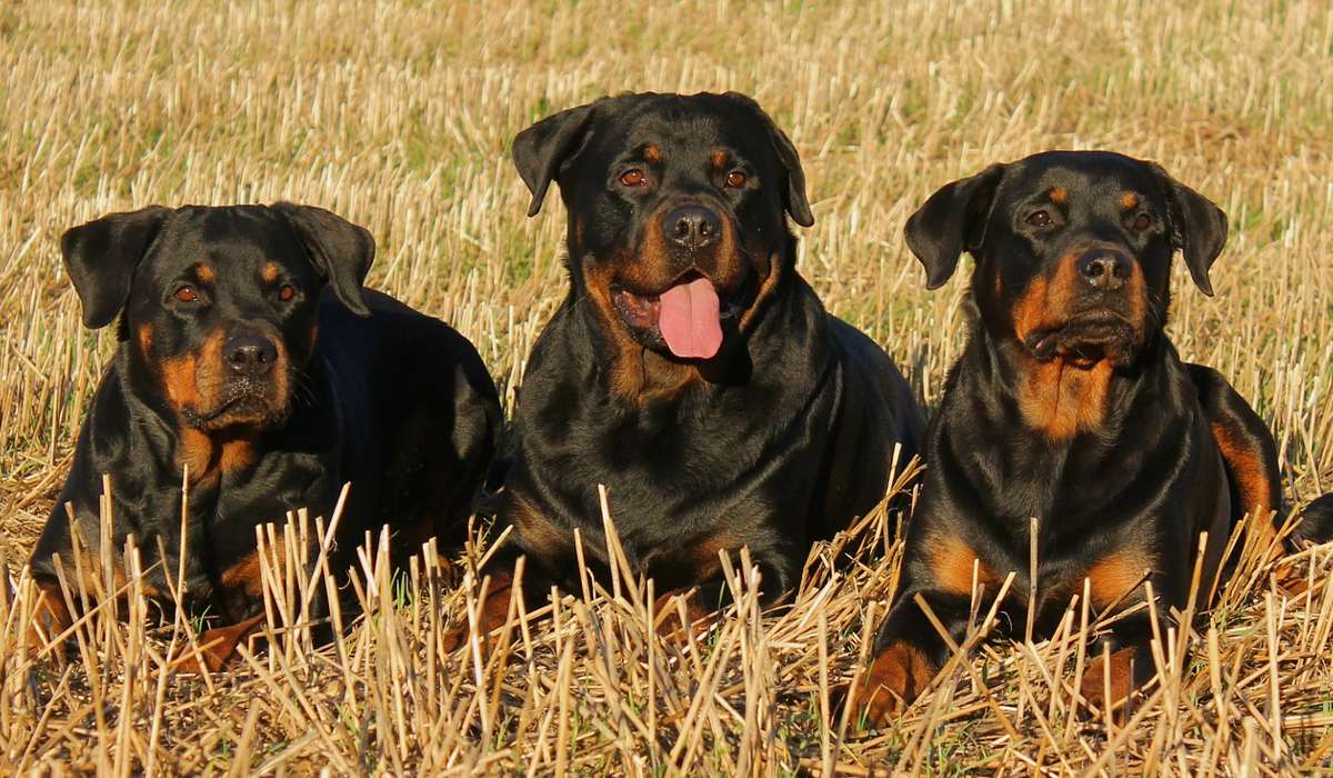 A che razza appartengono questi 3 cani?