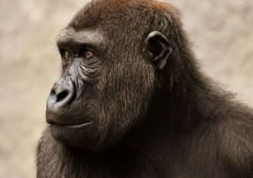 Scimpanzeé, gorilla, oranghi, Quanto conosci le scimmie? Scoprilo con il nostro quiz.