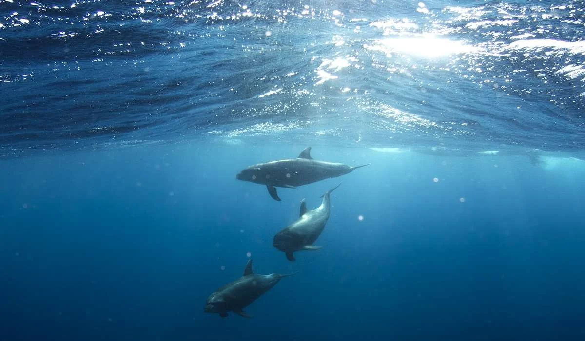 Studio degli organismi animali e vegetali che si sviluppano nell'ambiente marino.
