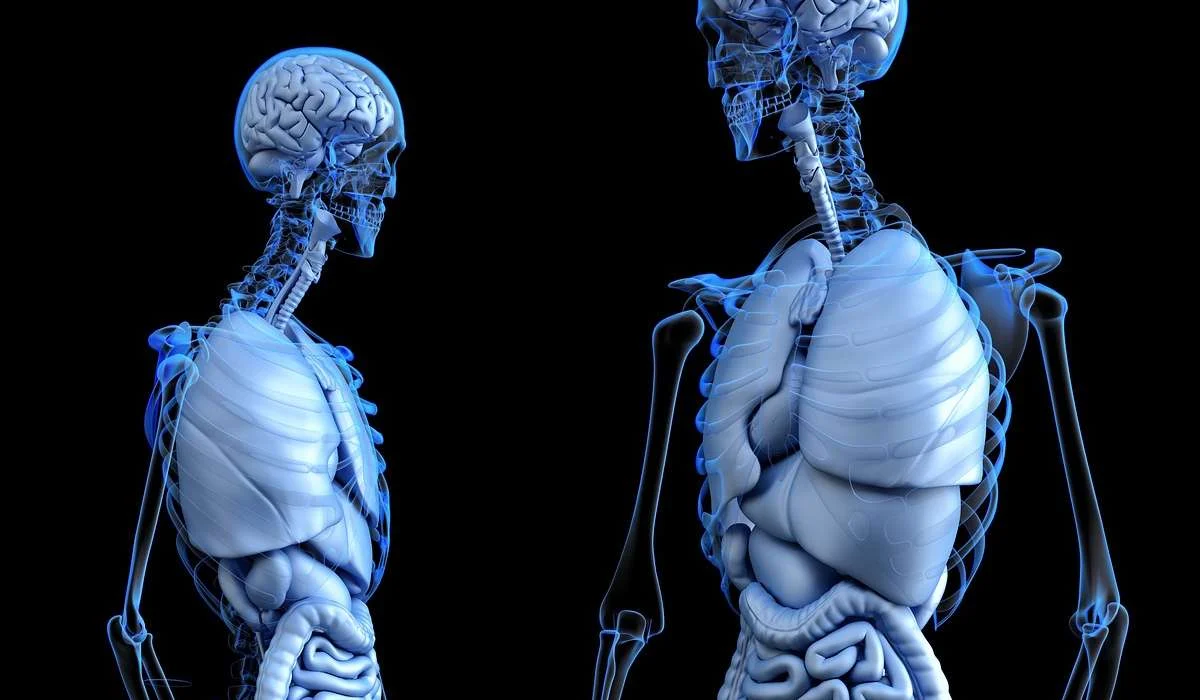 Studio delle parti anatomiche del corpo umano.