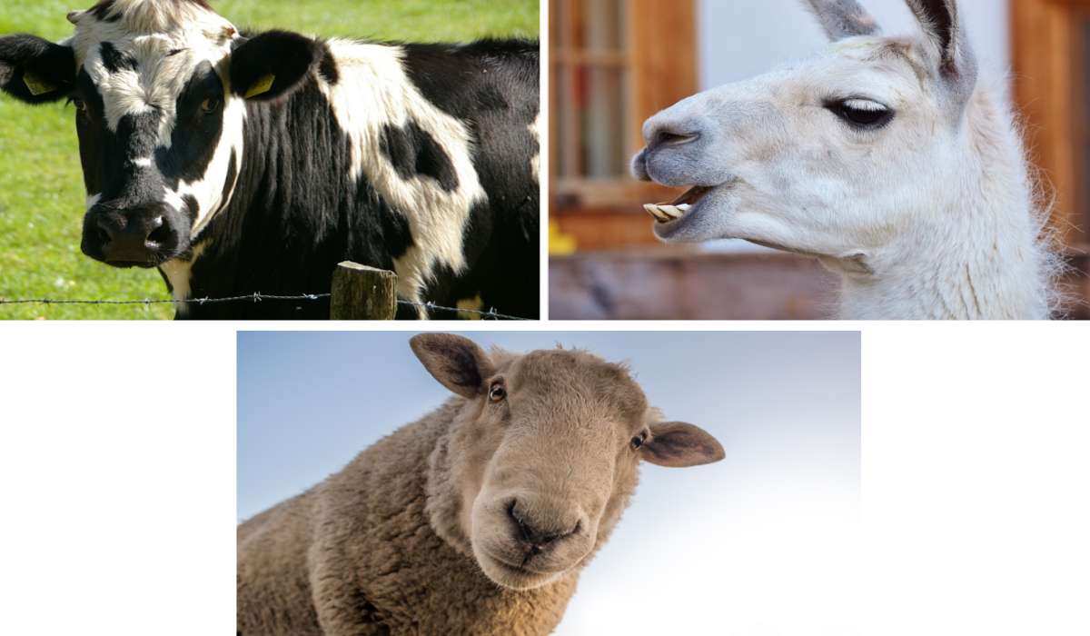 Quale di questi animali è della stessa famiglia degli alpaca?