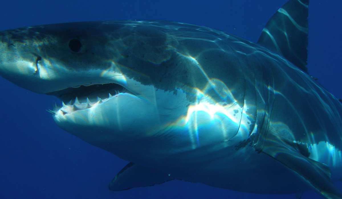 Con quale nome è anche noto lo squalo bianco?
