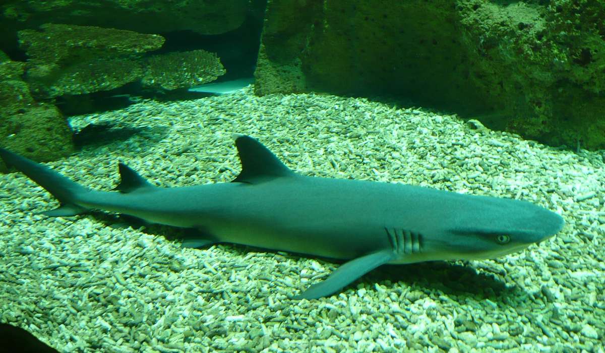 Qual è la caratteristica tipica di uno squalo?