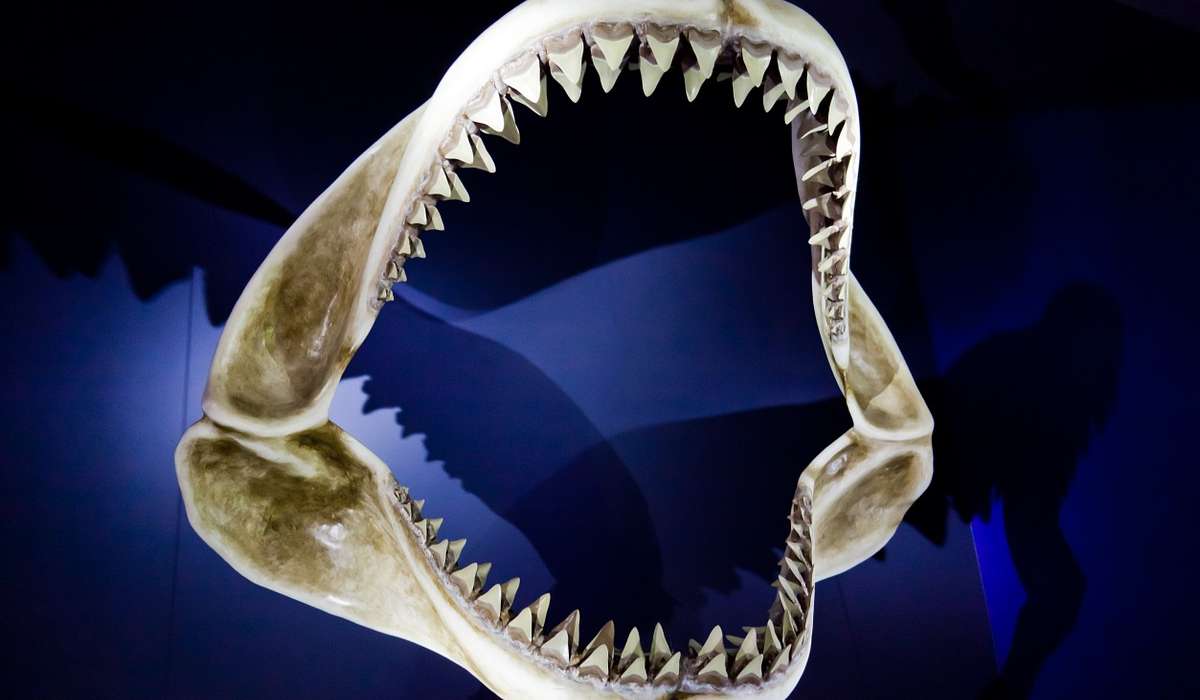 Da cosa è composto lo scheletro di uno squalo?