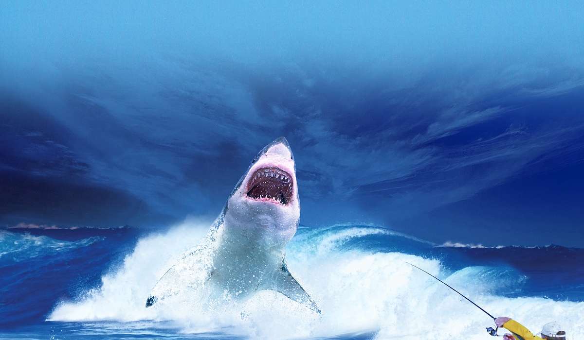 Quali sono le dimensioni medie dello squalo bianco?