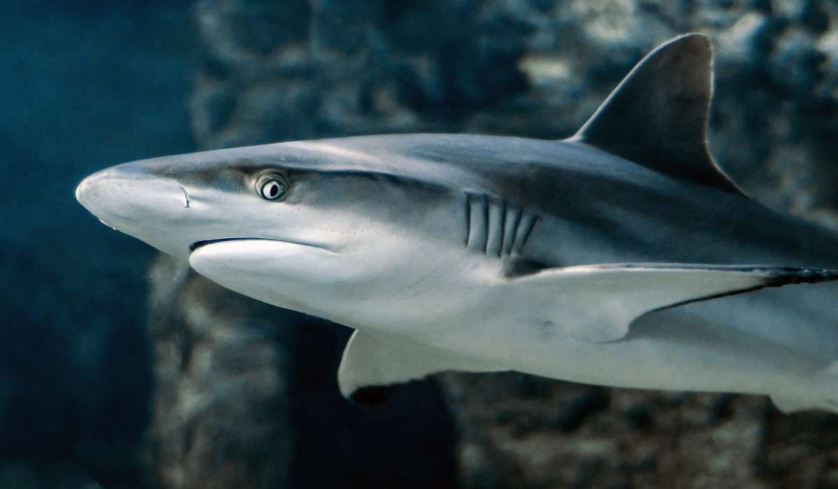 Cosa devono fare gli squali per poter respirare?