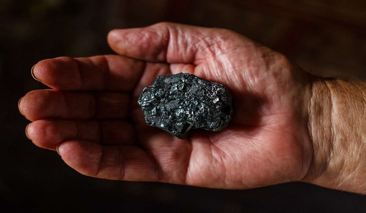 Il carbone fossile è formato da quale dei seguenti tipi di materia organica?
