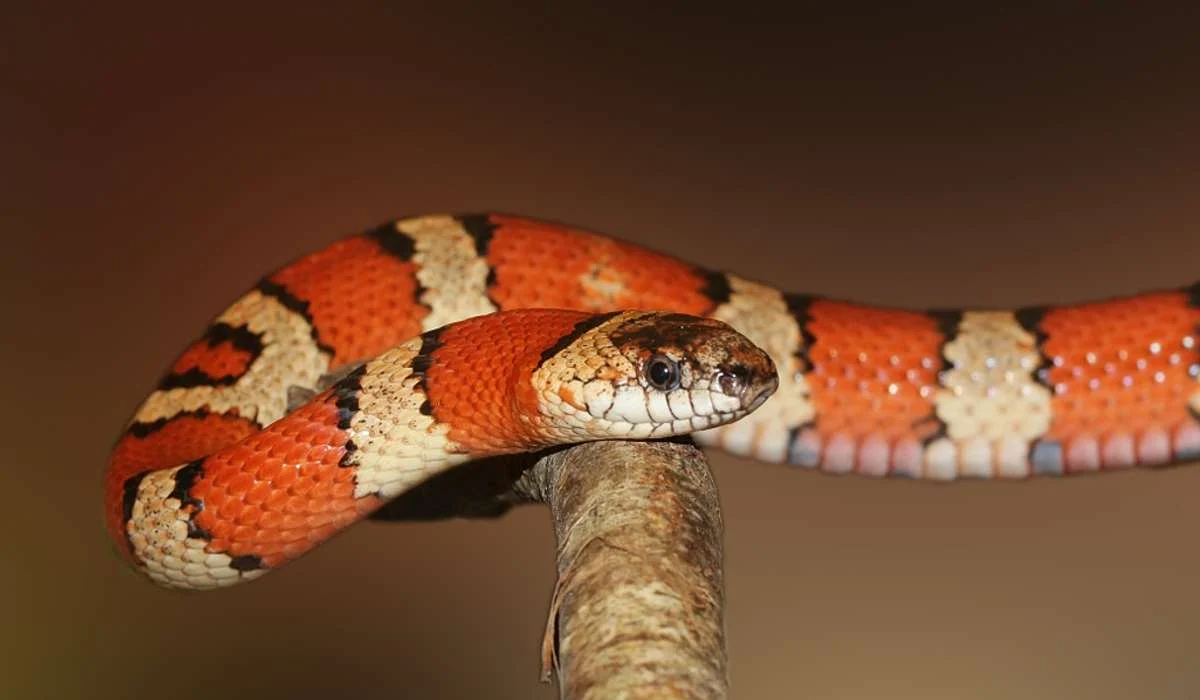 I serpenti sono: