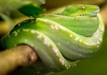 Serpenti velenosi e noon, domande sul mondo degli animali. Quanto conosci i serpenti?