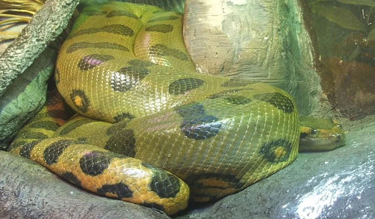 Quanto può arrivare a pesare l'anaconda verde?