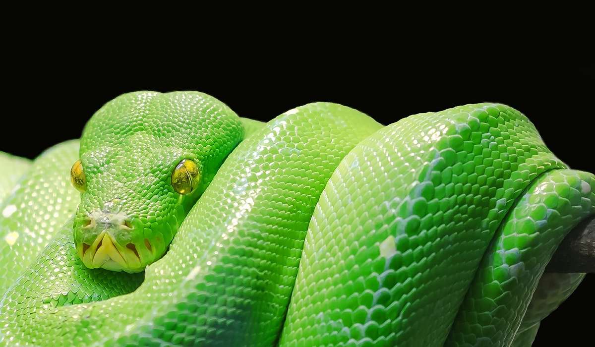 I serpenti sono animali: