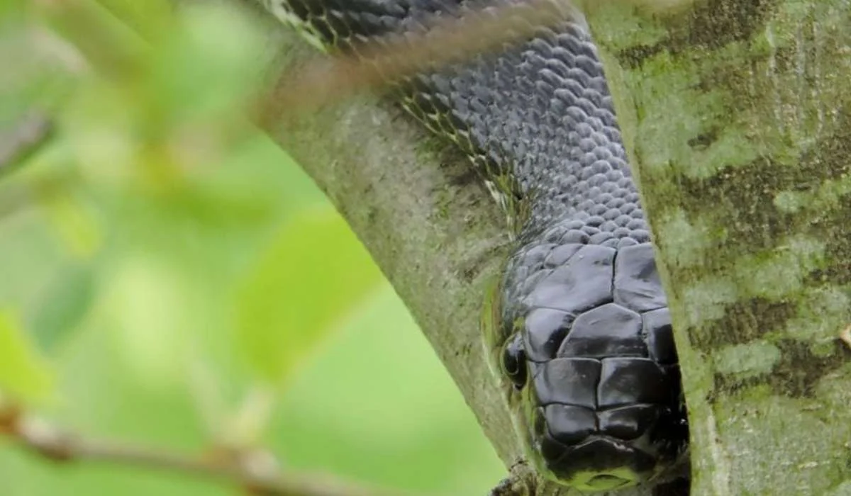 Come si chiama il serpente in figura?