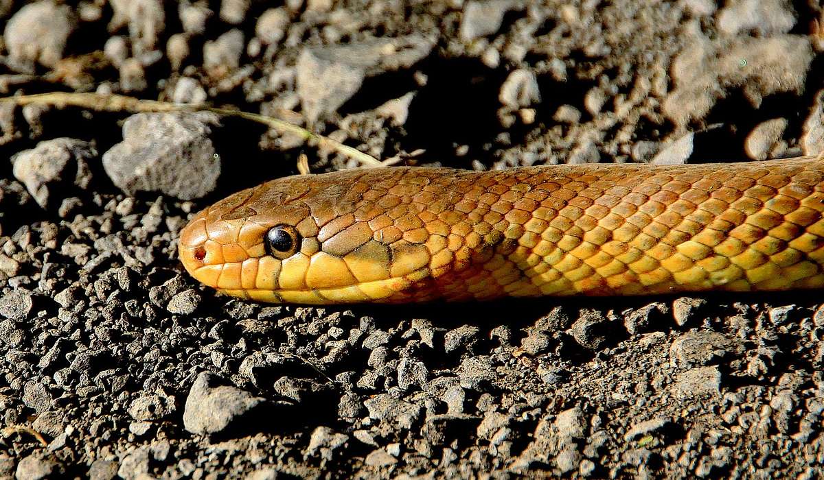 I serpenti che appartengono alla famiglia Viperidae sono lunghi: