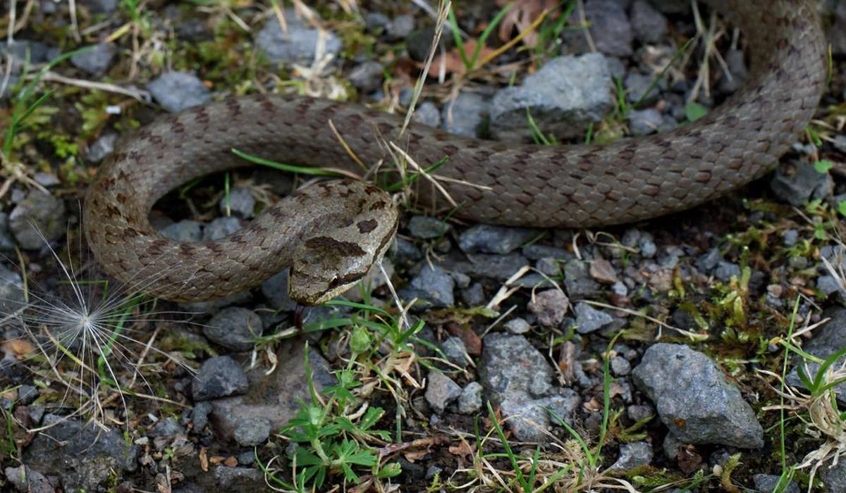 Quale di questi serpenti non è velenoso?