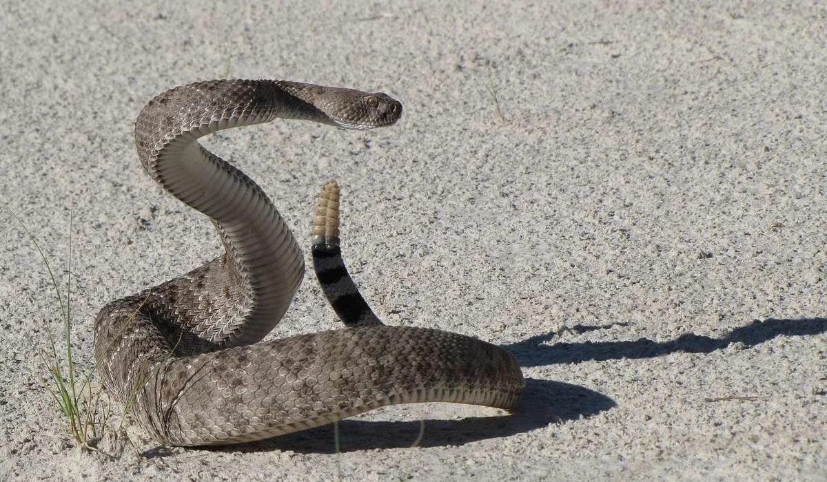 Come si chiama il serpente in figura?