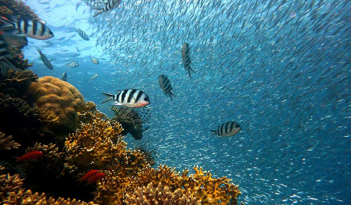 Cosa accade alle barriere coralline con il riscaldamento globale?