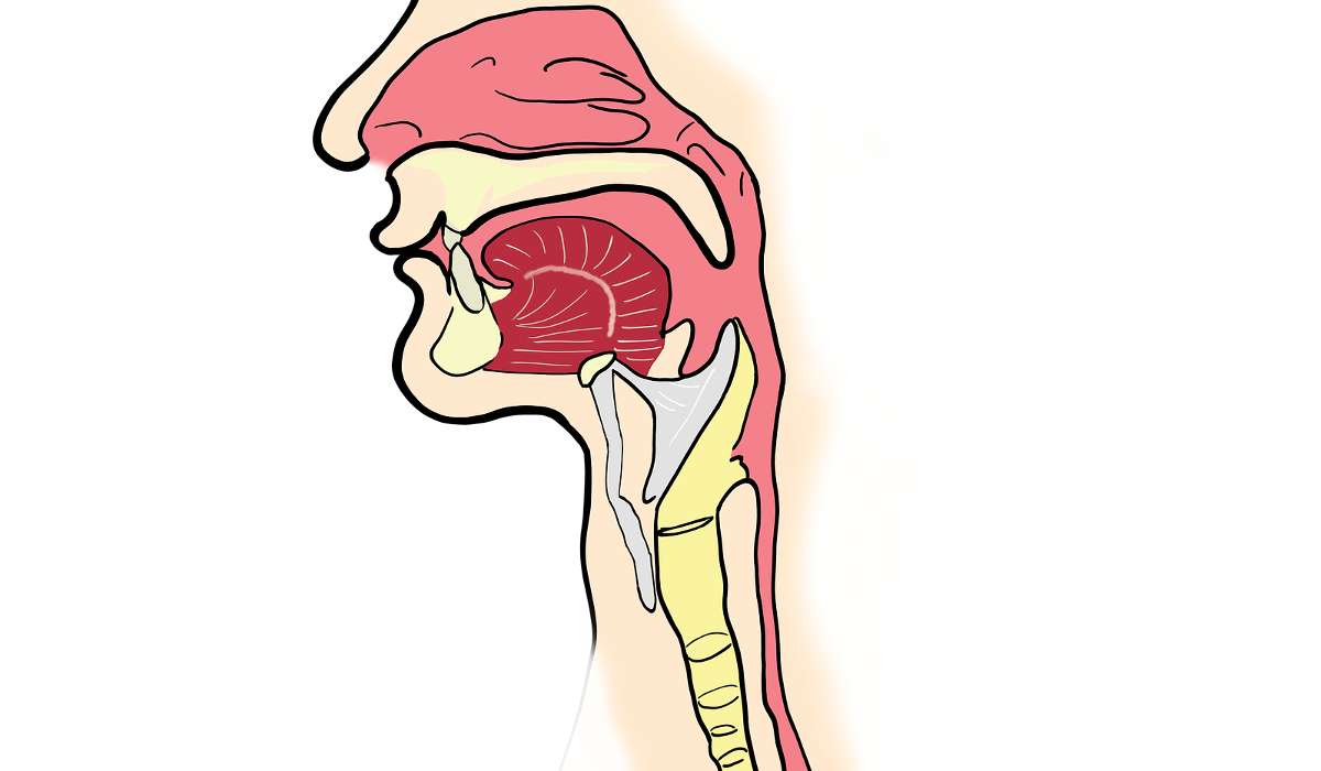 Quale parte del sistema digestivo si trova dietro la trachea?