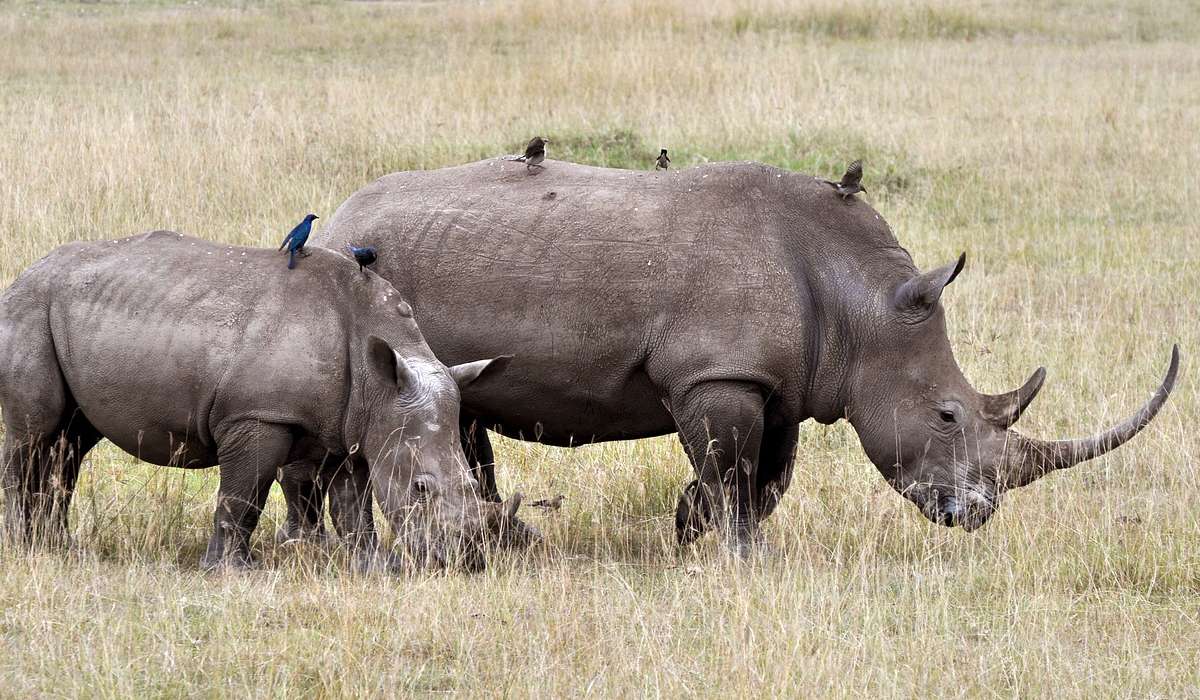 Di cosa è composto il corno di un rinoceronte?
