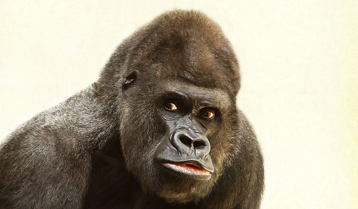 Quanto pesava il gorilla in salute più grande mai individuato?