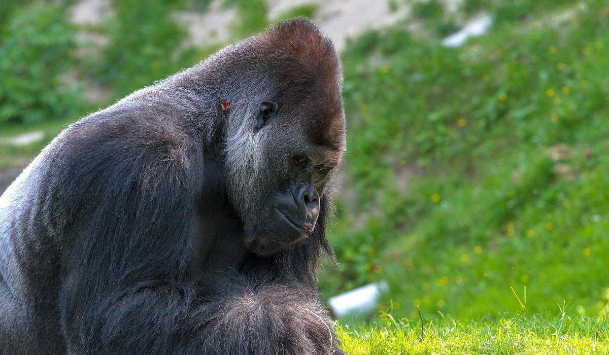Qual è la caratteristica principale dei gorilla?