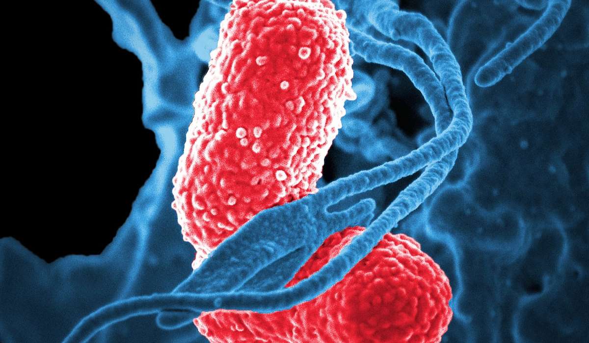 I batteri causano malattie: