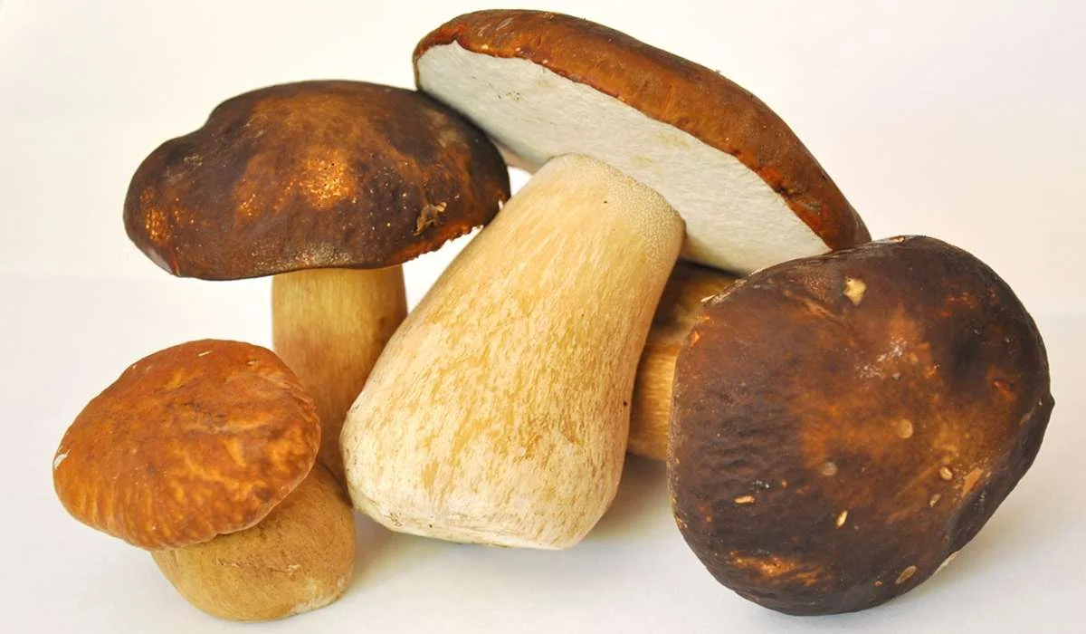 Quanto può essere spesso il cappello di un fungo porcino?