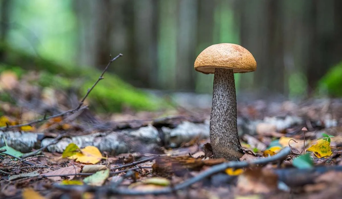 I funghi porcini sono: