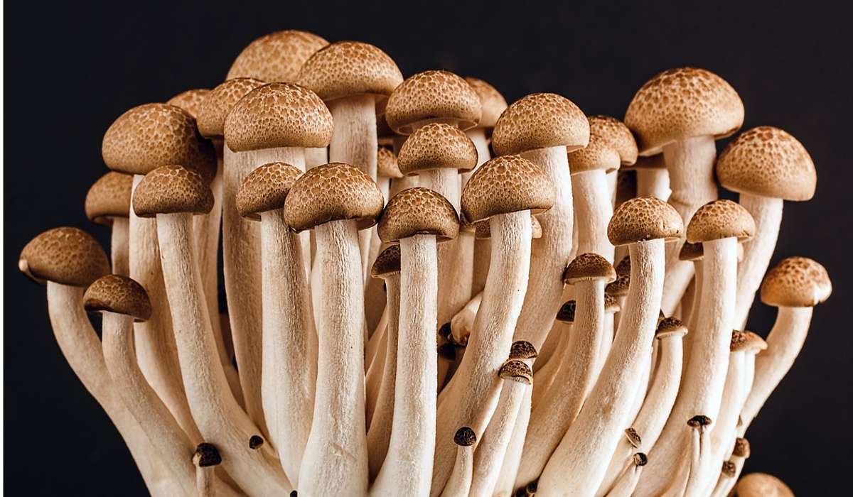 Si stima che le specie di funghi presenti sulla terra siano circa: