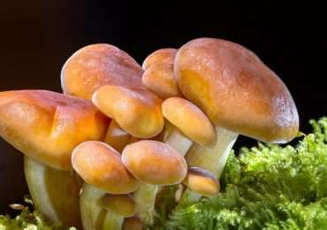 Perché alcuni funghi sono velenosi? Quanto ne sai sui funghi? Prova rispondere alle domande di questo quiz.