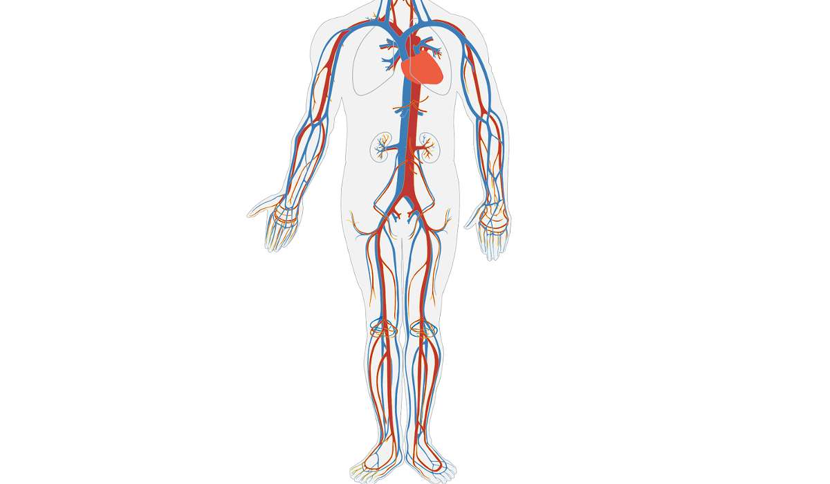I capillari sono i vasi sanguigni più spessi.